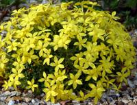 Bright yellow flowers in mounds from early spring onwards.